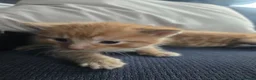 Mixed Breed cats for sale: Beautiful ginger kittens  in Colchester - Advert 7
