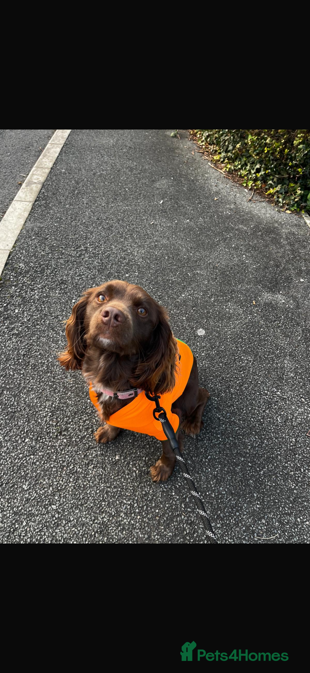 Mixed Breed dogs for sale: 5 BEAUTIFUL SPRINGER/SPROCKER PUPPIES FO SALE  - Advert 7