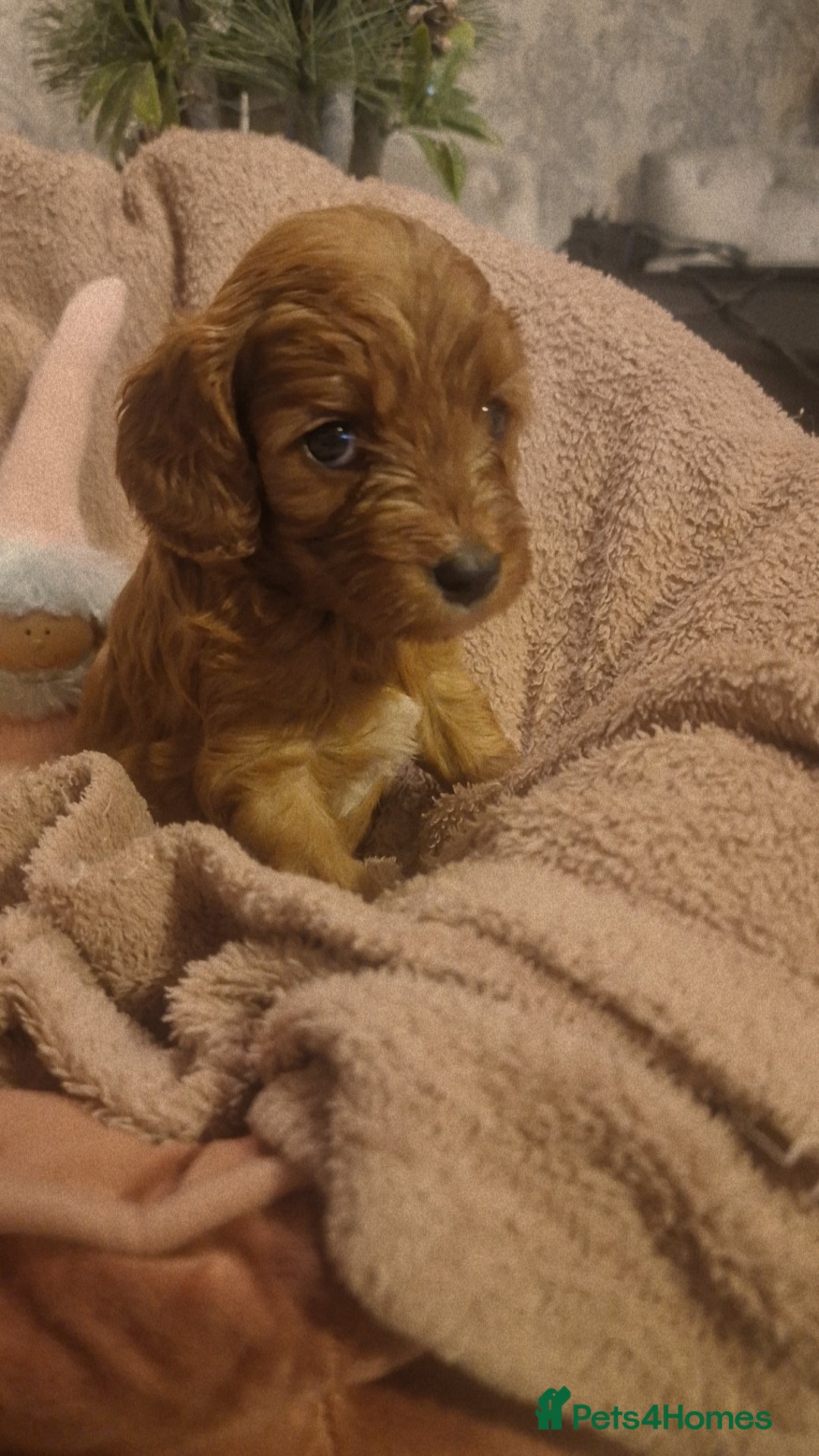 Cavapoo dogs for sale: Beautiful cavapoo puppies  - Advert 16