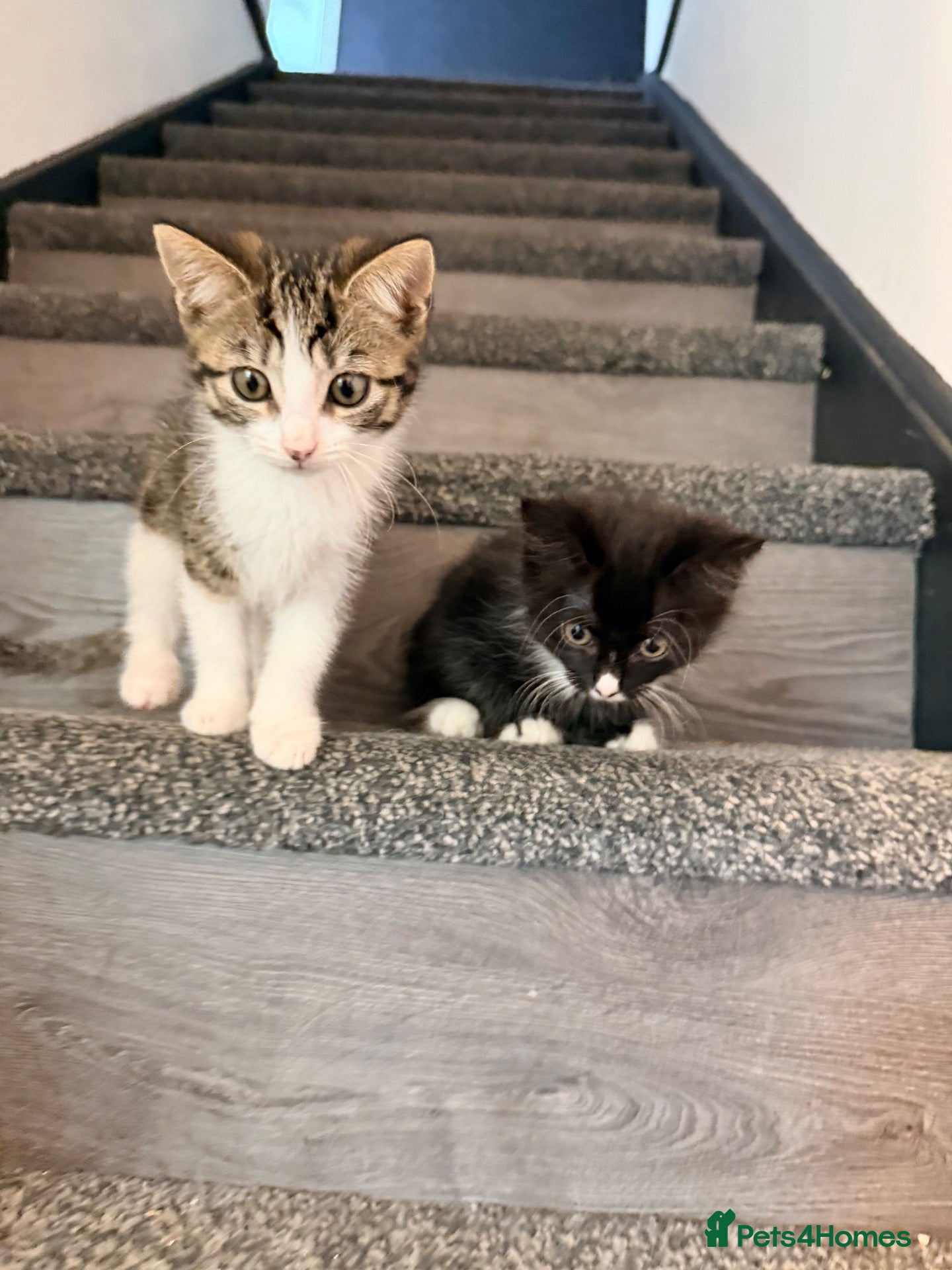 Mixed Breed cats Beautiful kittens - Advert 2