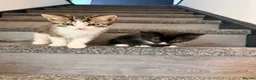 Mixed Breed cats for sale: Beautiful kittens - Advert 1