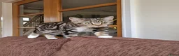 Mixed Breed cats for sale: Lovely Mixed Breed Short Hair Kitten 🐾 - Advert 3