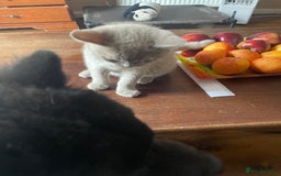 British Shorthair cats for sale: Beautiful British blue Kittens in Sheffield - Image 12