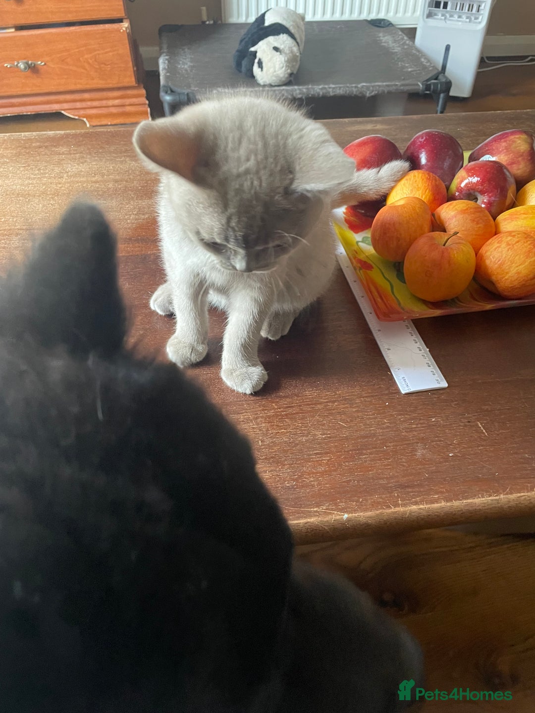 British Shorthair cats for sale: Beautiful British blue Kittens in Sheffield - Image 12