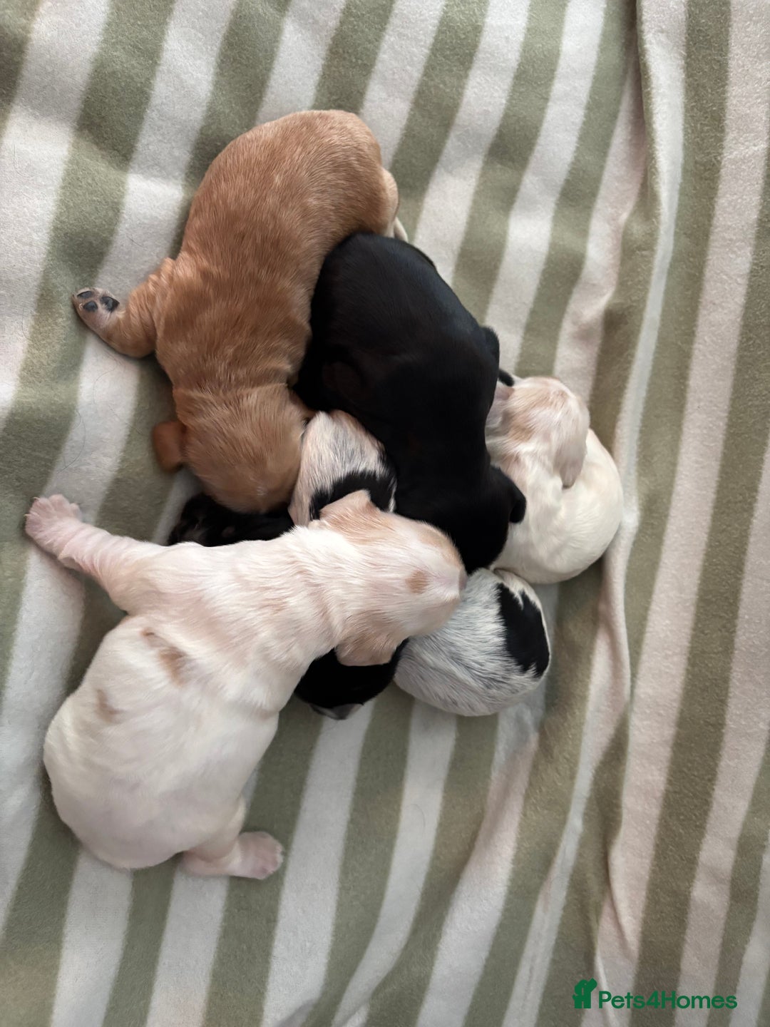 Cocker Spaniel dogs for sale: Beautiful Cocker Spaniel Puppies - Advert 7