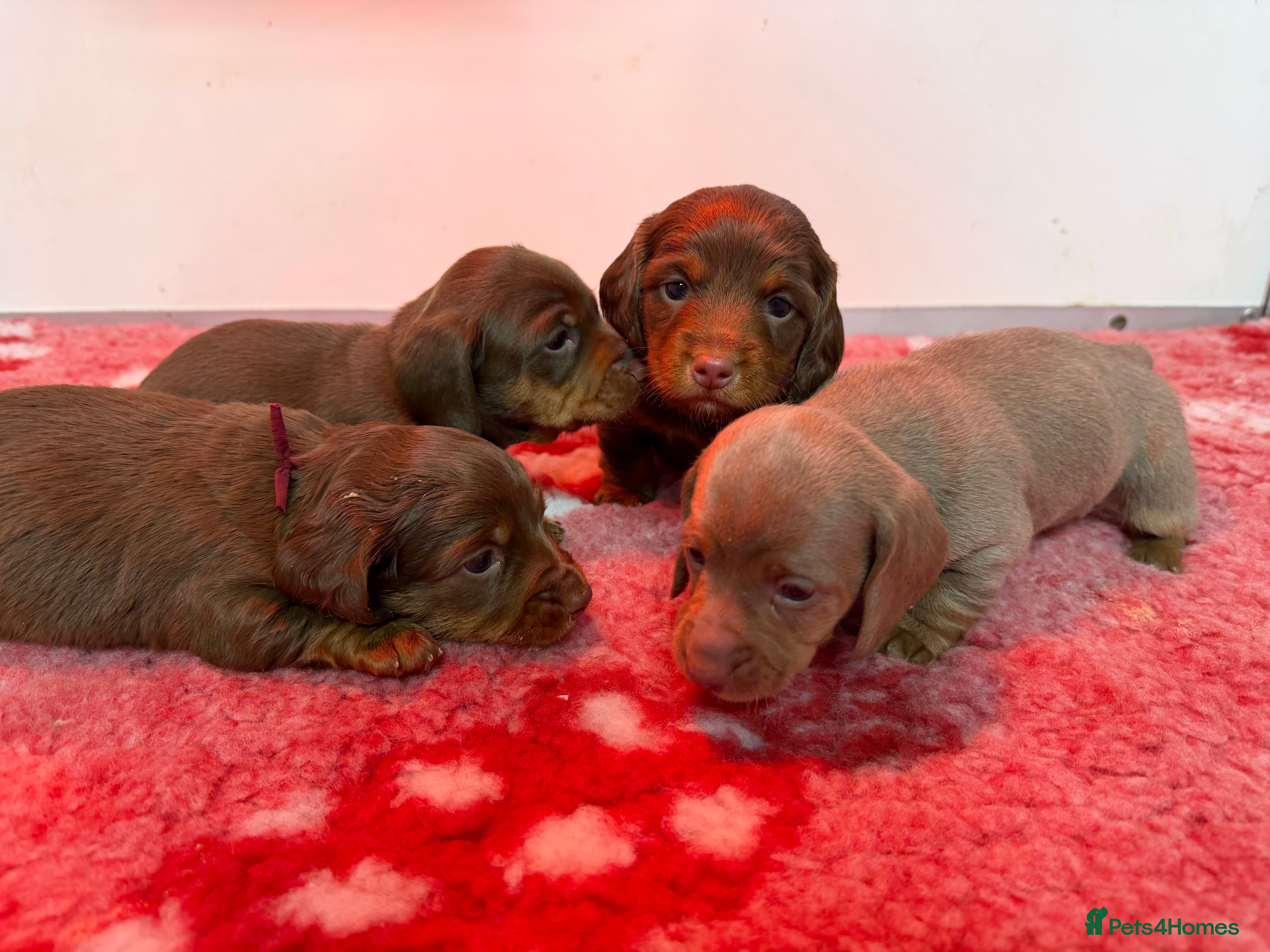 Miniature Dachshund dogs Mini dachshund 2 long haired  - Advert 8