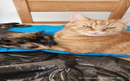 British Shorthair cats for sale: Gin & Tonic  - Image 14