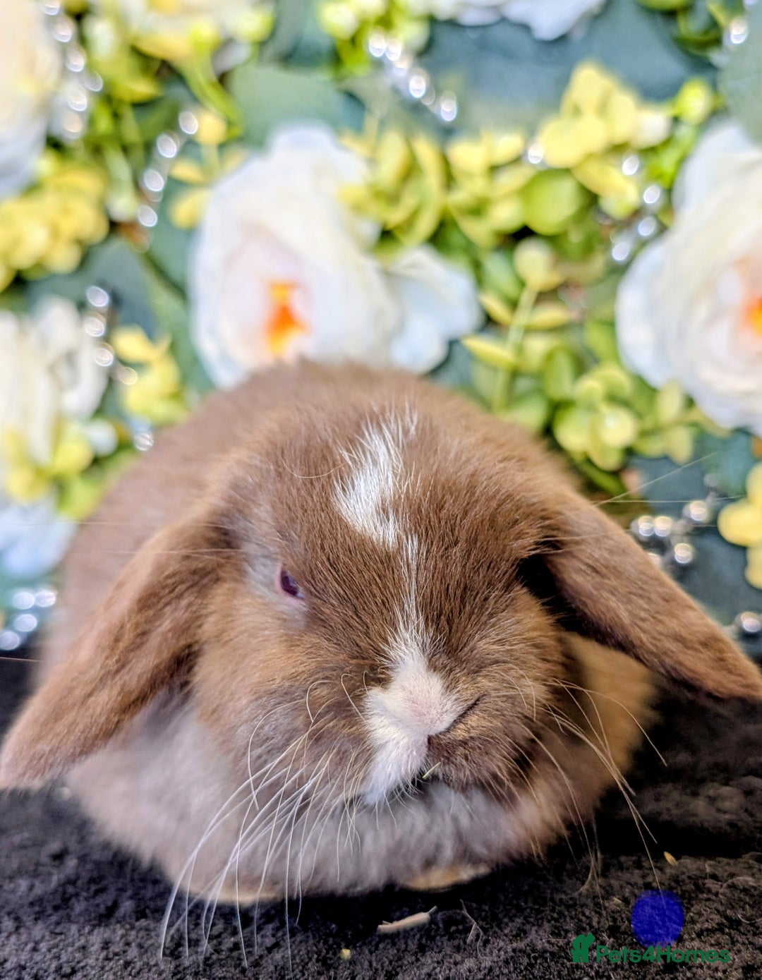 Mini Lop rabbits for sale: ❤️Stunning mini lop babies❤️ - Advert 9