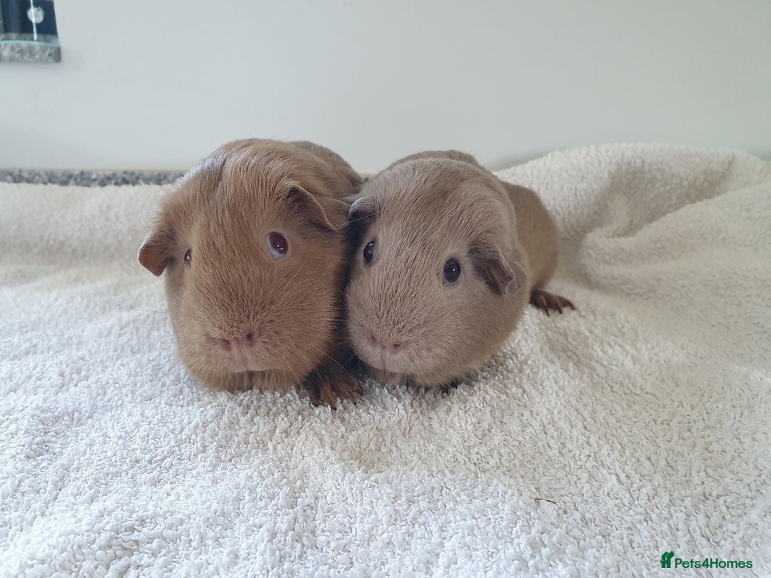 Guinea Pig rodents for sale: Two pet sow guinea pigs for sale £55 for the pair - Image 3