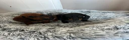 Miniature Dachshund dogs for sale: Miniature dachshund puppies - Advert 8