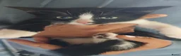British Shorthair cats for sale: Ready for new homes this week  - Advert 3