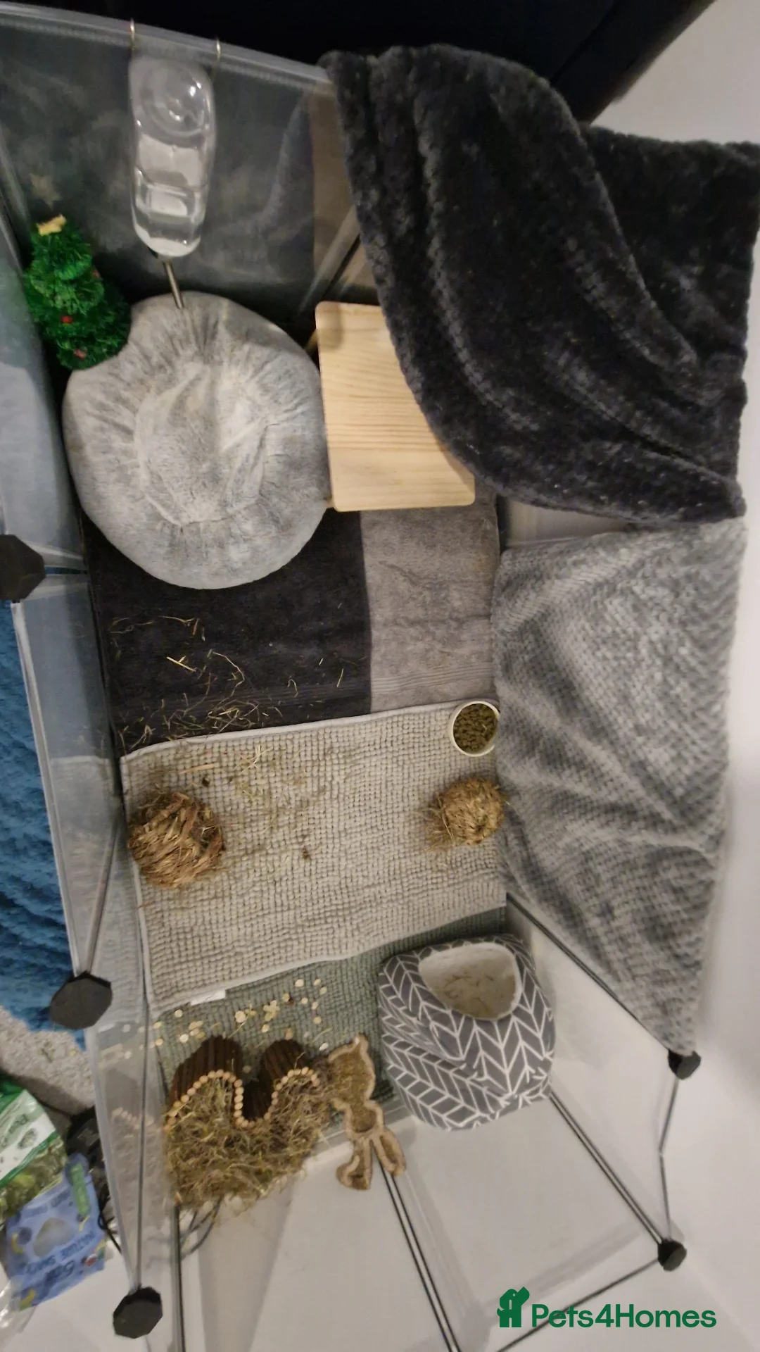 Guinea Pig rodents for sale: Guinea pigs and full set up - Advert 4