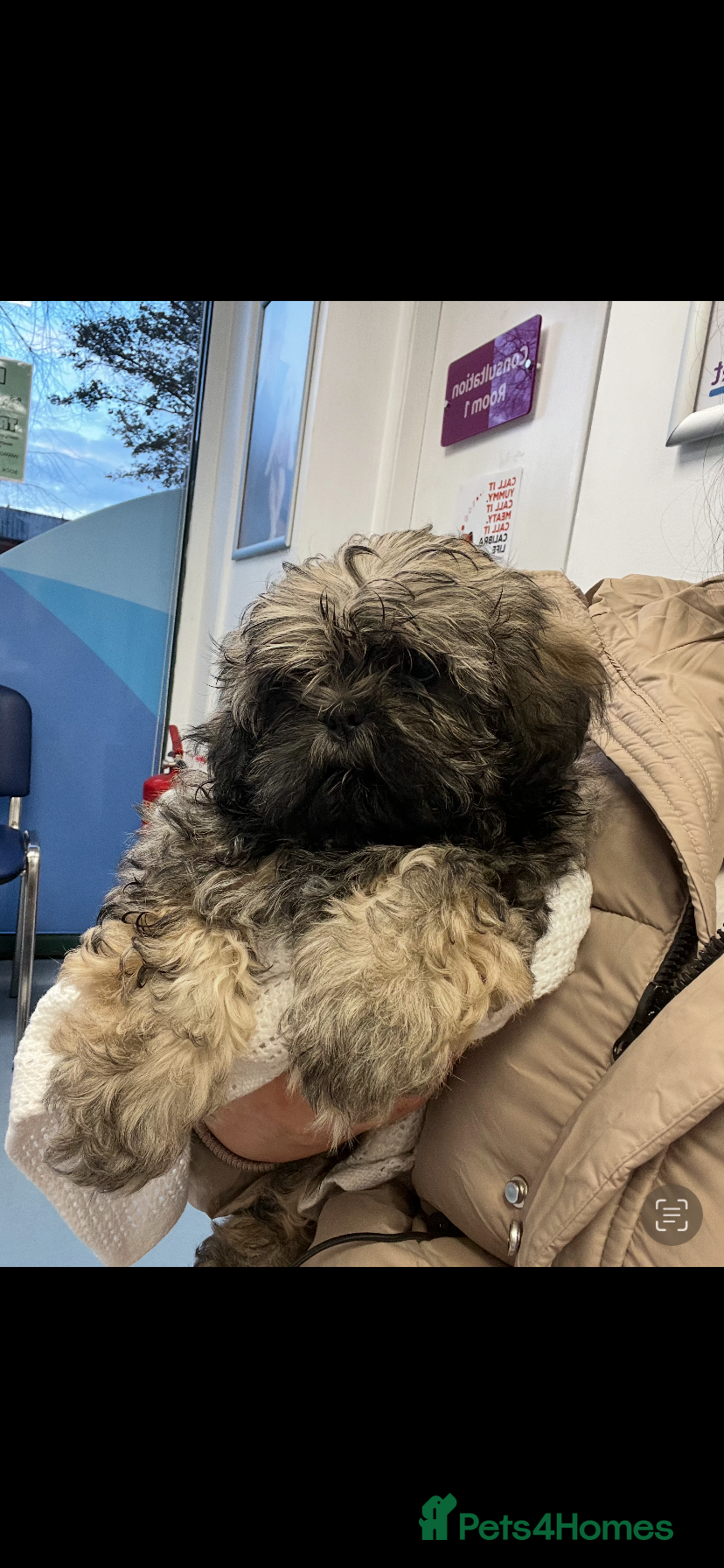 Shih Tzu dogs Shitzu puppy  - Advert 1