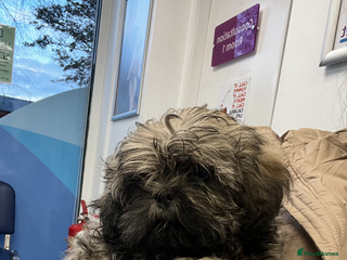 Shih Tzu dogs Shitzu puppy - Advert 1