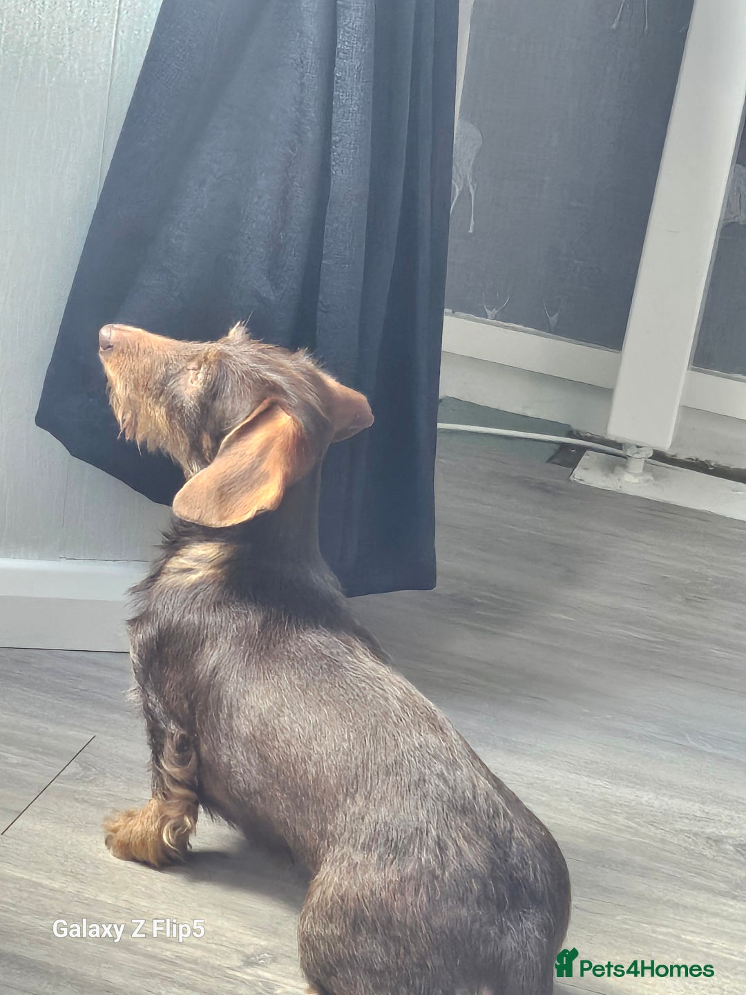 Dachshund dogs for sale: TWO DAUSHUNDS - Image 38