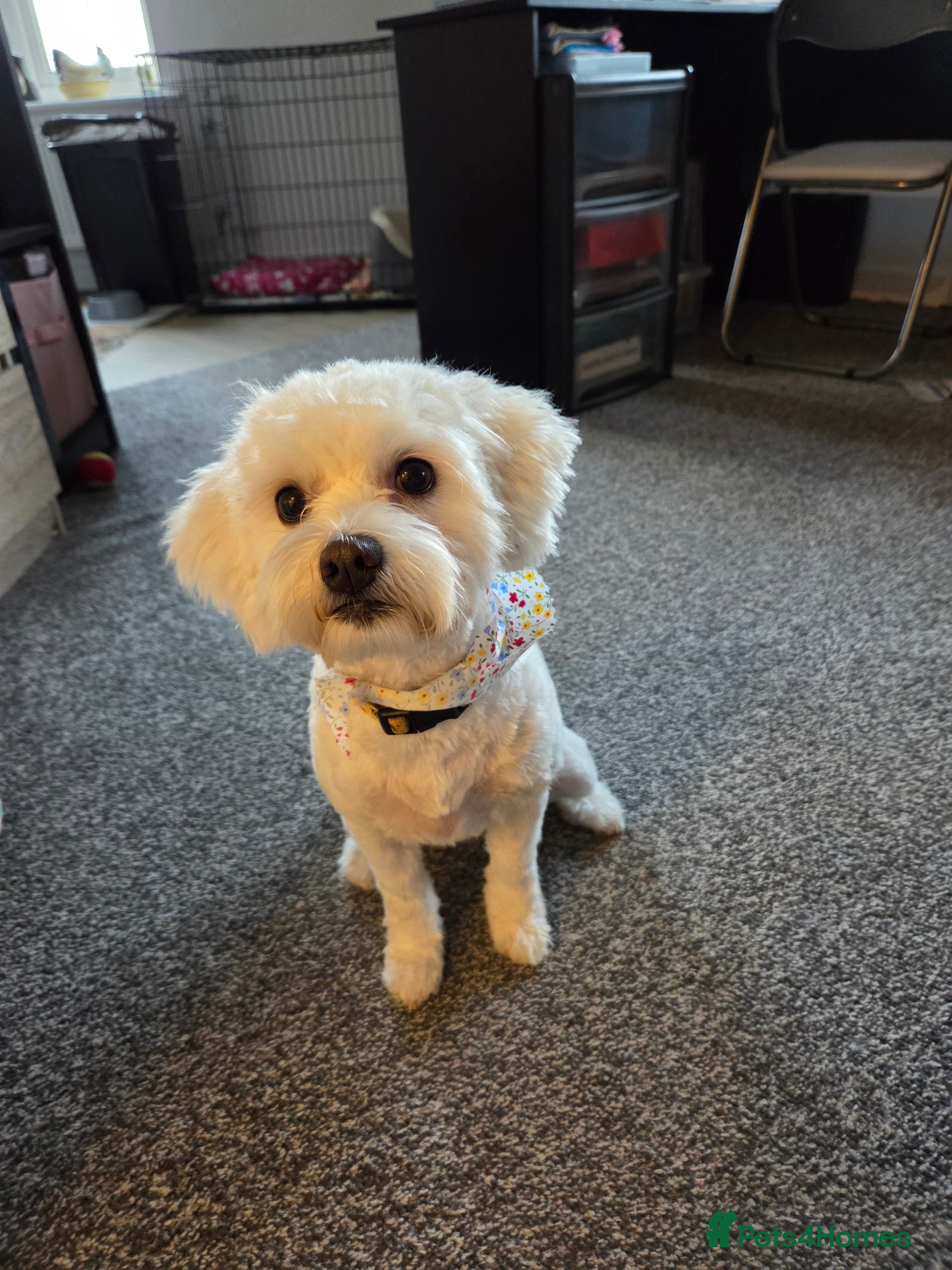 Bichon Frise dogs New home wanted - Advert 1