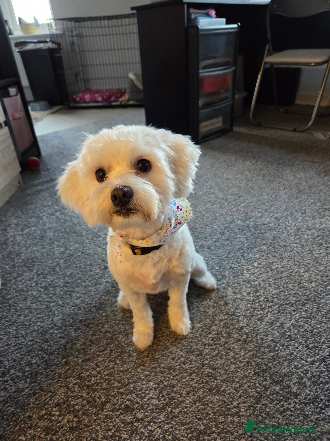 Bichon Frise dogs for sale: New home wanted - Advert 1