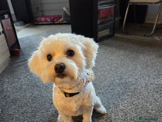 Bichon Frise dogs New home wanted - Advert 1
