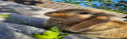 Mini Lop rabbits for sale: Beautiful mini lop boys and girls avalible in Ilkeston - Advert 5