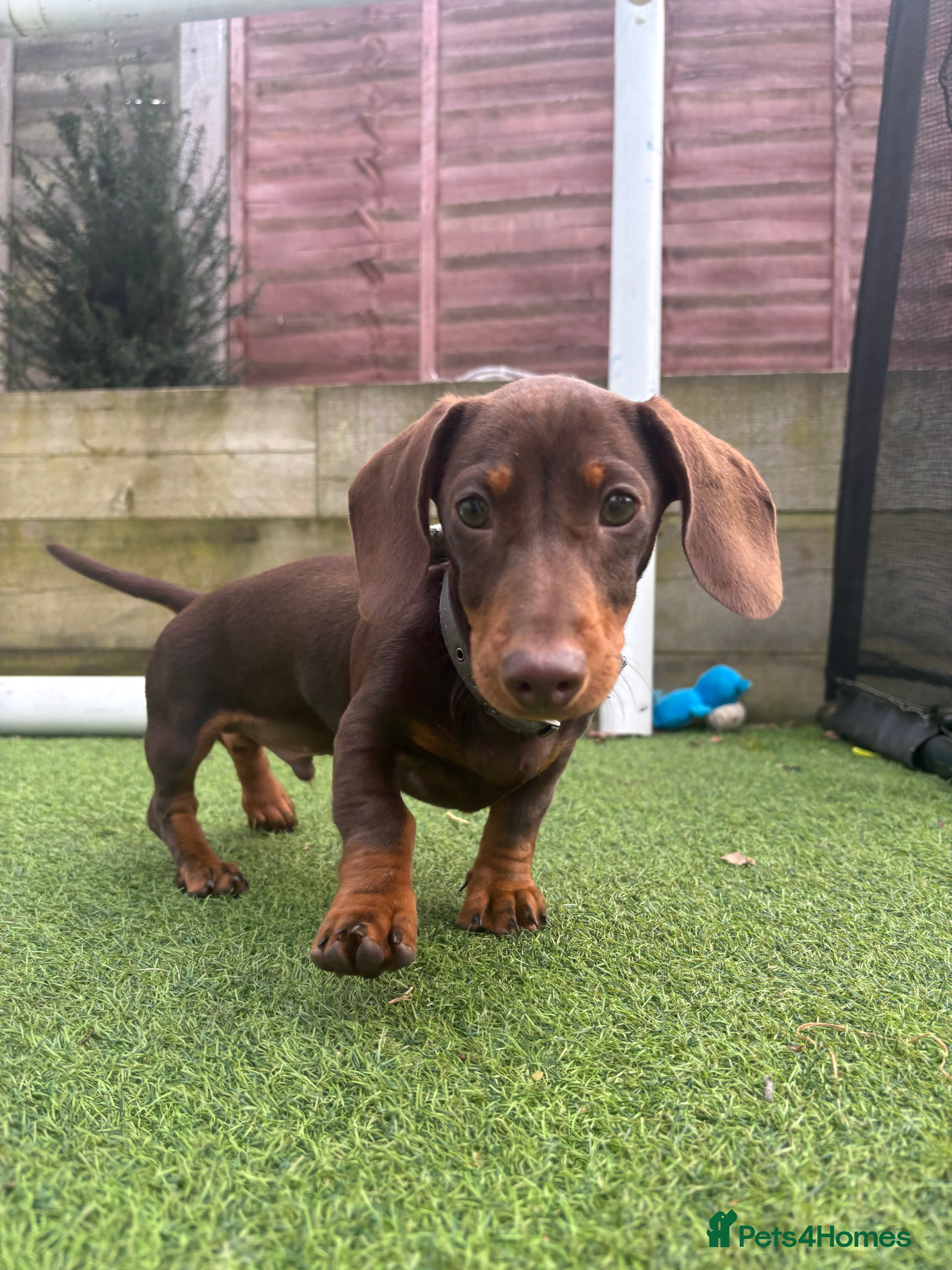 Miniature Dachshund dogs 17 week old short haired Miniature Dachshund boy  - Advert 7