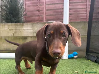 Miniature Dachshund dogs 17 week old short haired Miniature Dachshund boy - Advert 7