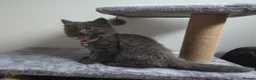 Siberian cats for sale: Beautiful Siberian Kittens  - Advert 9