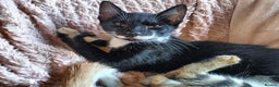 Mixed Breed cats for sale: Black & White Kittens Bengal Mix Véry Interactive  - Advert 4