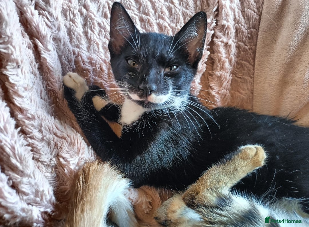 Mixed Breed cats for sale: Black & White Kittens Bengal Mix Véry Interactive  - Image 2