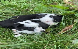 Border Collie dogs for sale: Border collie pups - Image 8