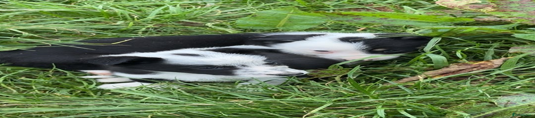 Border Collie Puppy 2