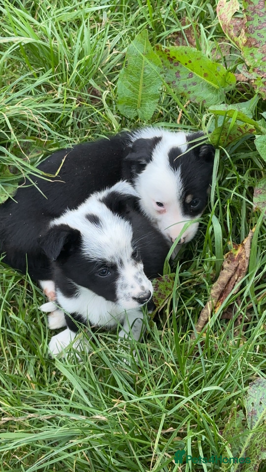 Border Collie dogs for sale: Border collie pups - Image 8