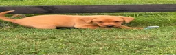 Labrador Retriever dogs for sale: Beautiful red Labrador puppies - Advert 6