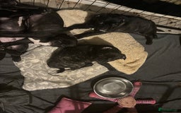Frug dogs for sale: 4 Male Frugs, Available now! - Image 2