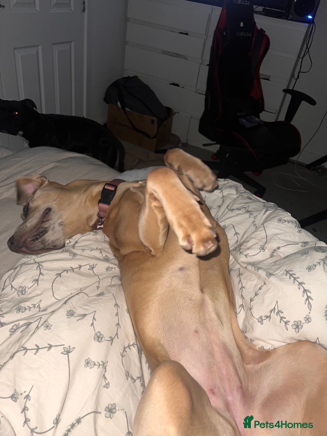 Mixed Breed dogs for sale: 1 year old Cane corso  - Advert 8