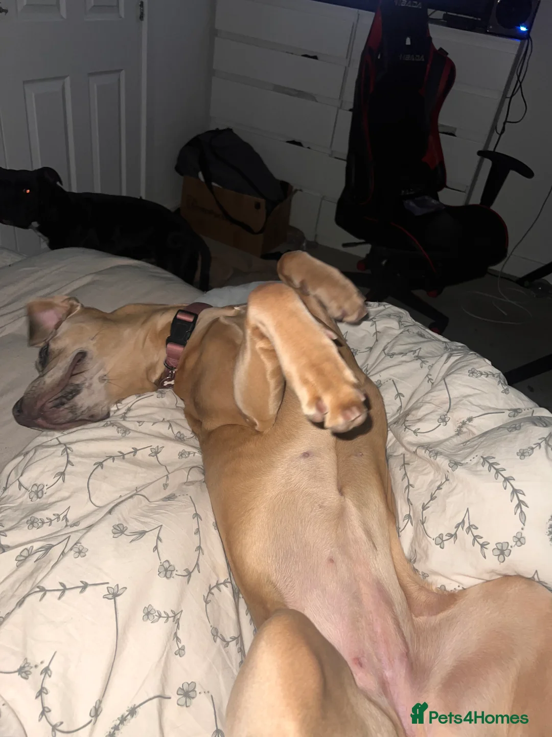 Mixed Breed dogs for sale: 1 year old Cane corso  - Advert 8