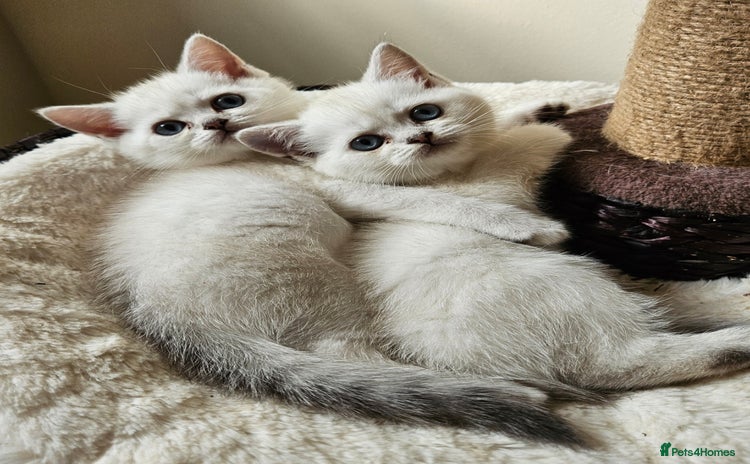 British Shorthair cats - Advert 2
