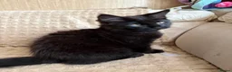 Maine Coon cats for sale: Fluffy Maine Coon Kittens - Advert 3