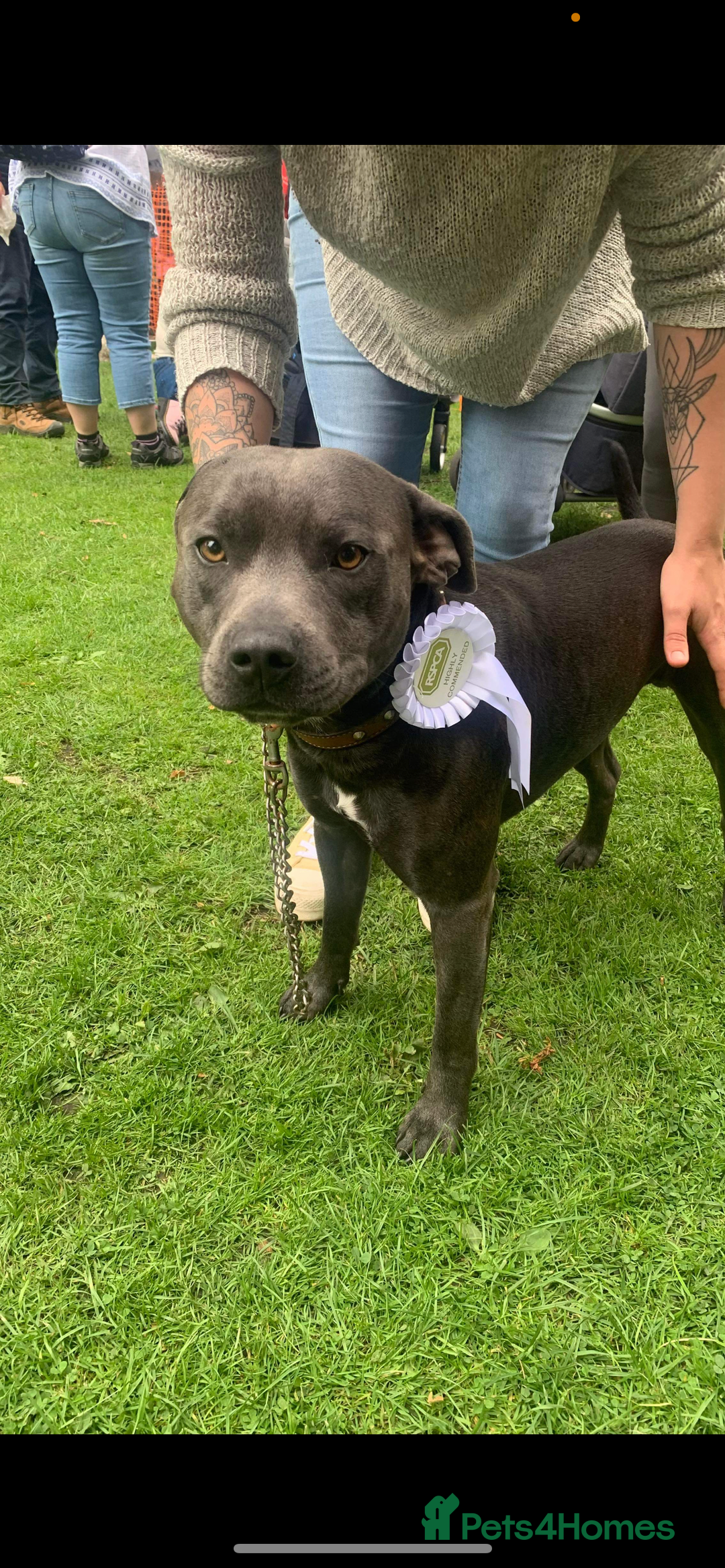 Staffordshire Bull Terrier dogs for stud: KC registered Staffy for Stud in Holmfirth - Advert 3