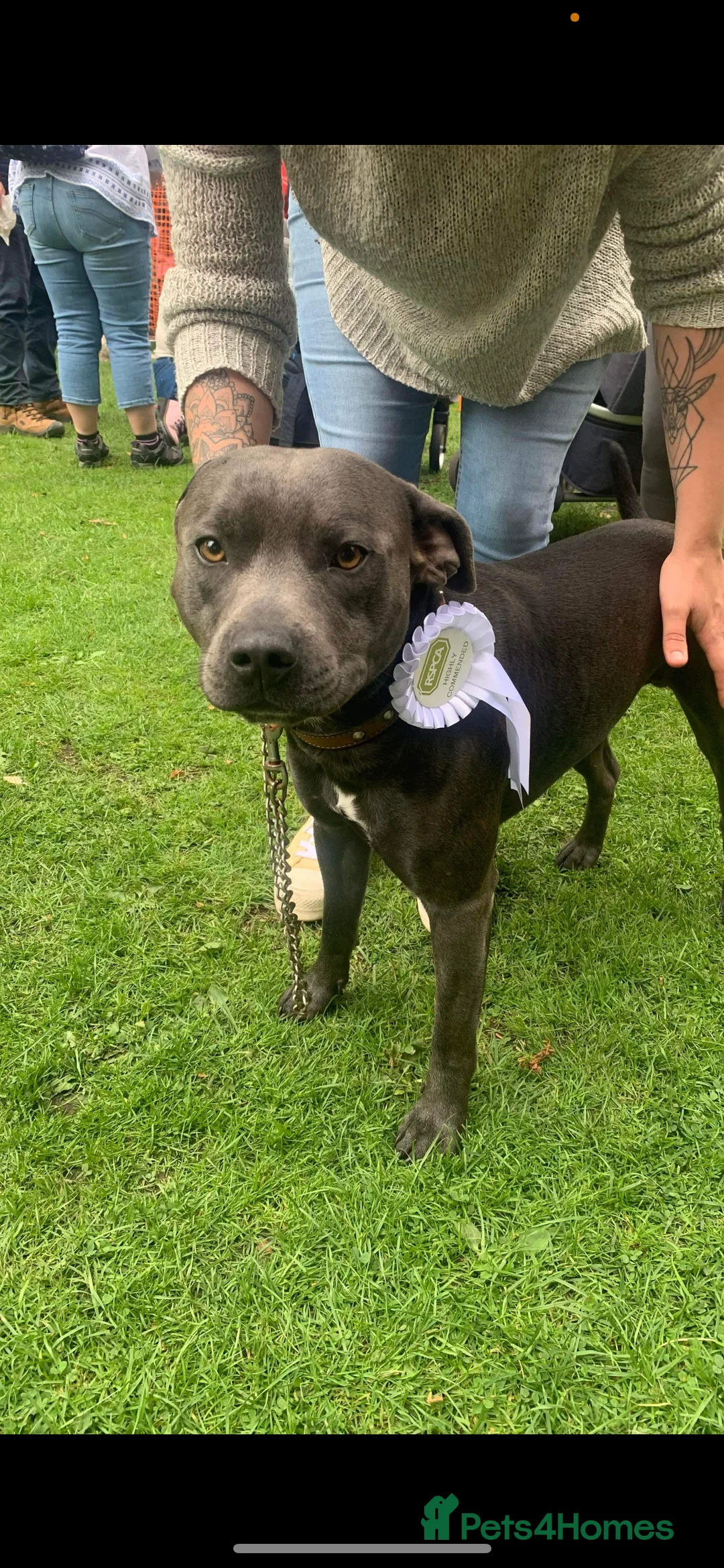 Staffordshire Bull Terrier dogs for stud: KC registered Staffy for Stud in Holmfirth - Advert 3