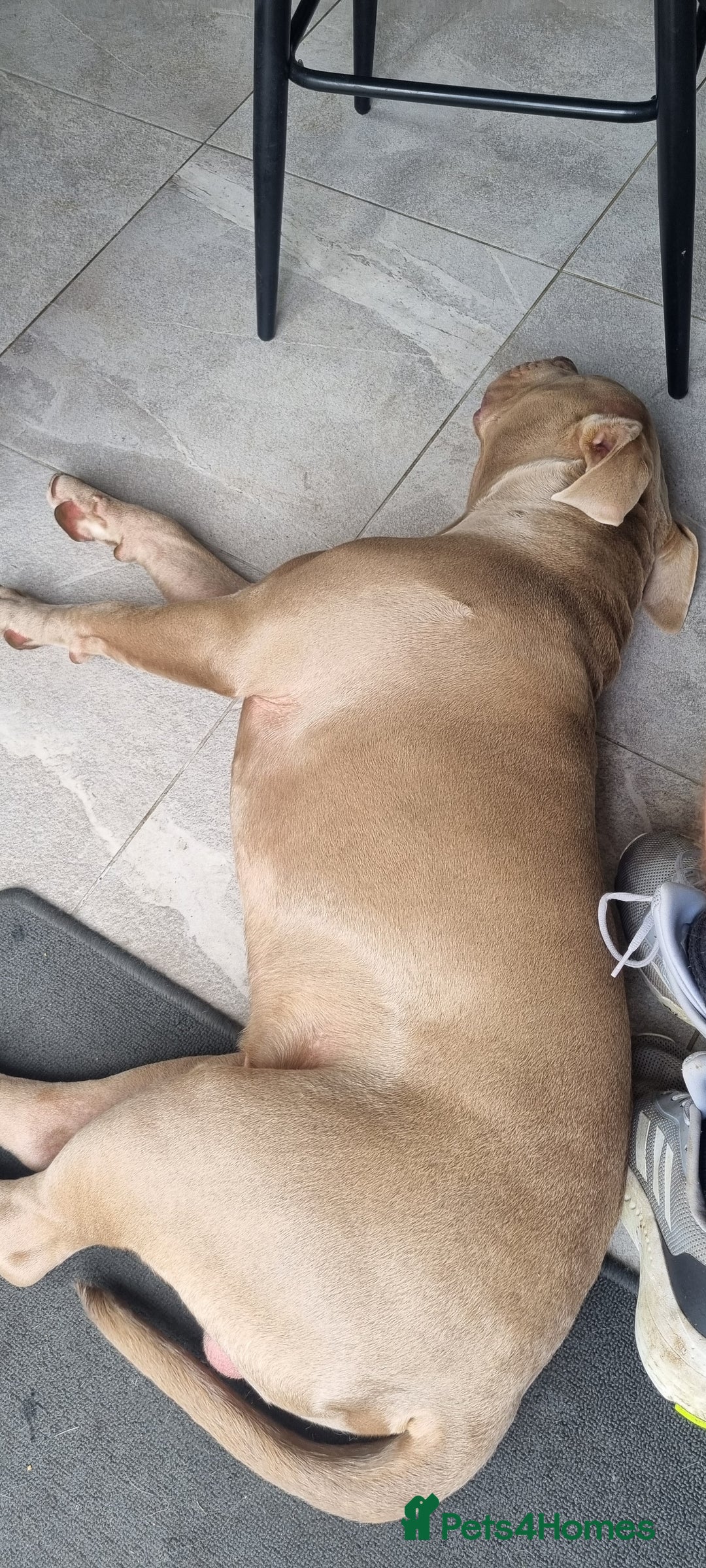 American Bully dogs for sale: 1 year old American Bully - Image 5