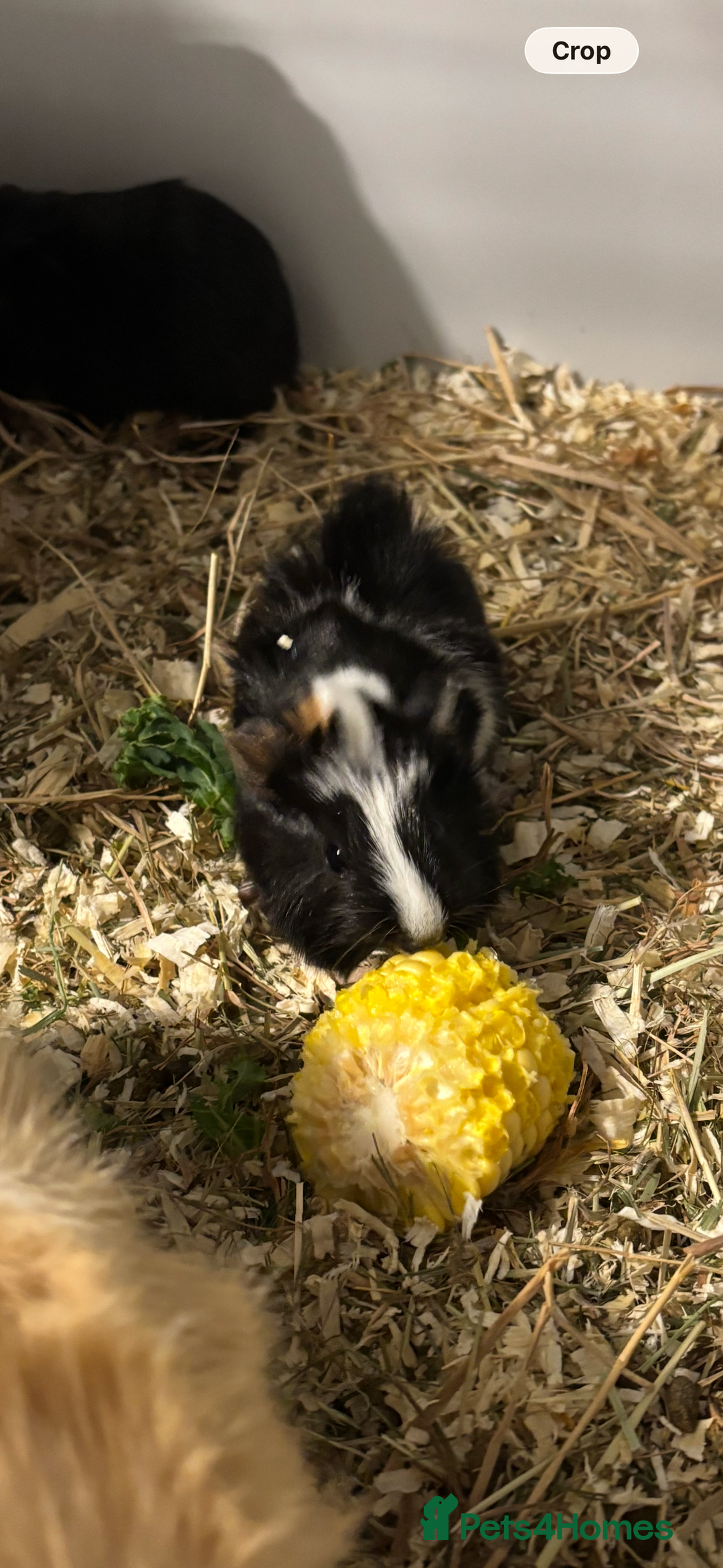 Guinea Pig rodents for sale: 4 boy baby guinea pigs - ready 4th Feb onwards - Advert 7
