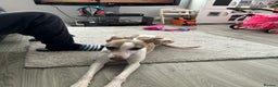 Whippet dogs for sale: KC WHIPPET FOR SALE AGE 2 - Advert 8