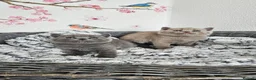 British Shorthair cats for sale: British Shorthair Kittens - Advert 3