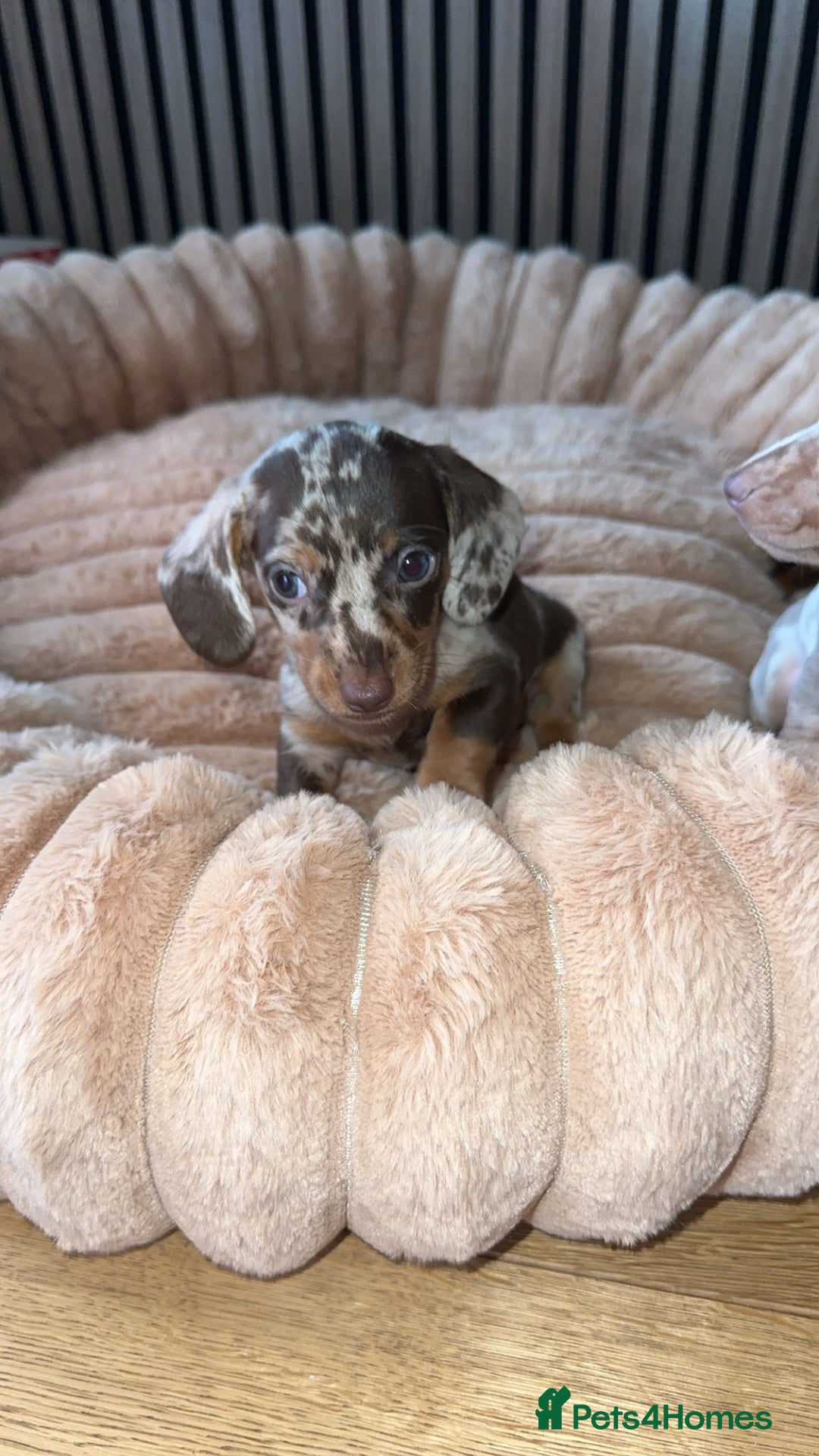 Miniature Dachshund dogs for sale: Miniature Dachshund Puppies - Image 18