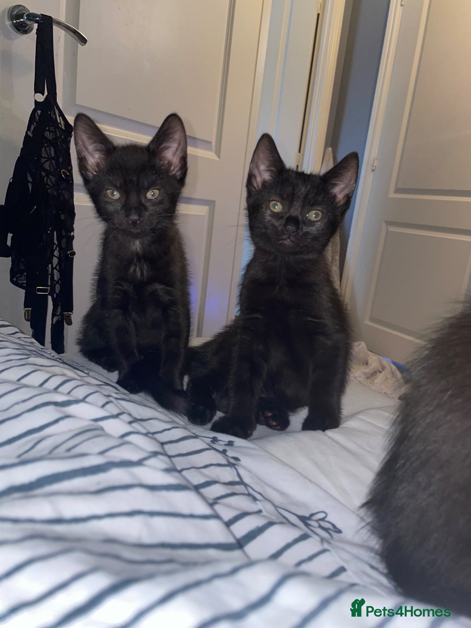 Siamese cats New born kittens  - Advert 5