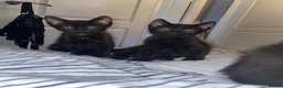 Siamese cats for sale: New born kittens  - Advert 1