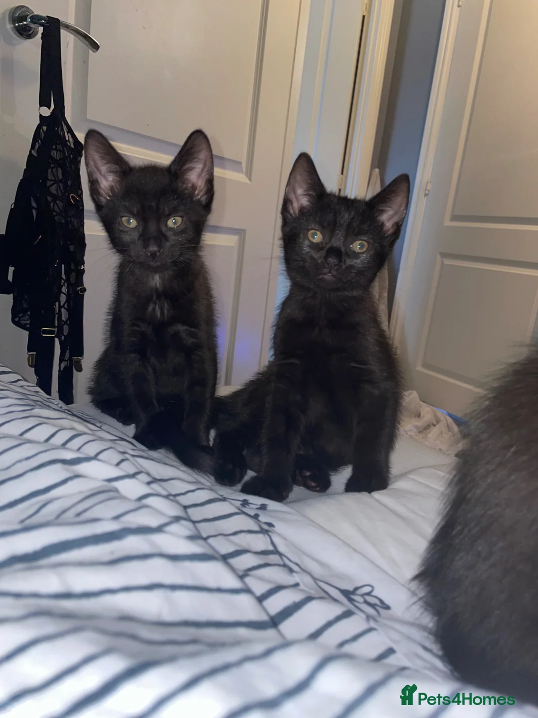 Siamese cats for sale: New born kittens  - Advert 1
