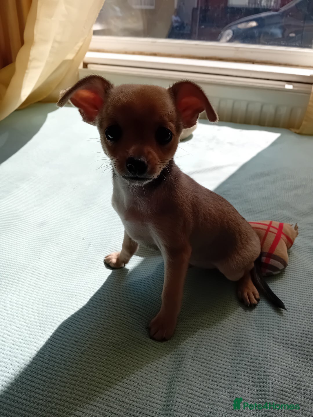 Miniature Pinscher dogs for sale: Mini pinscher for sele  - Image 5
