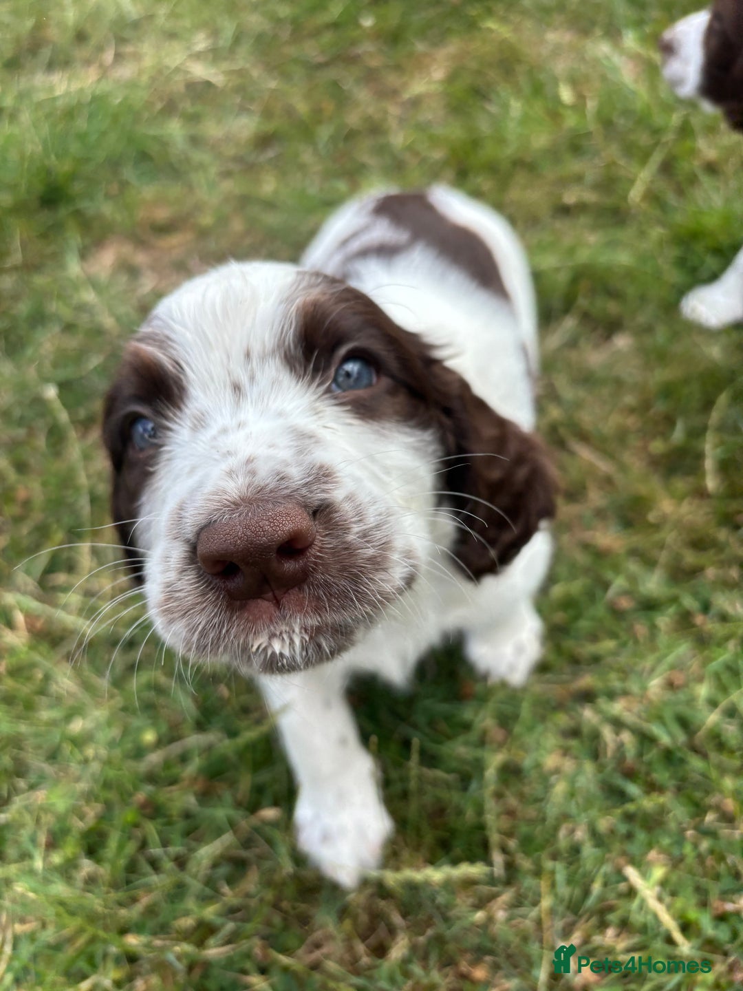 English Springer Spaniel dogs for sale: KENNEL CLUB Pedigree Springer Spaniel Puppies - Image 16