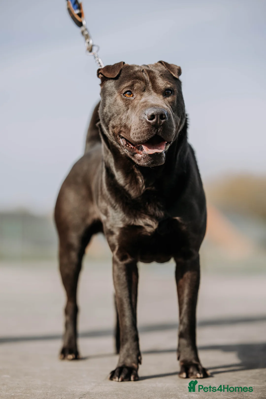 Shar Pei dogs for stud: Shar pei x Staffordshire bull terrier for stud in Runcorn - Advert 2
